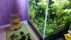 Обработка аквариумных растений лимонной кислотой #ак?