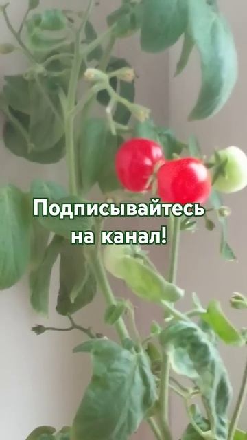 Свежие спелые помидоры зимой у вас на подоконнике! #garde смотреть онлайн