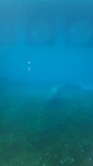 Московский зоопарк. 2 сентября 2022 г. смотреть онлайн