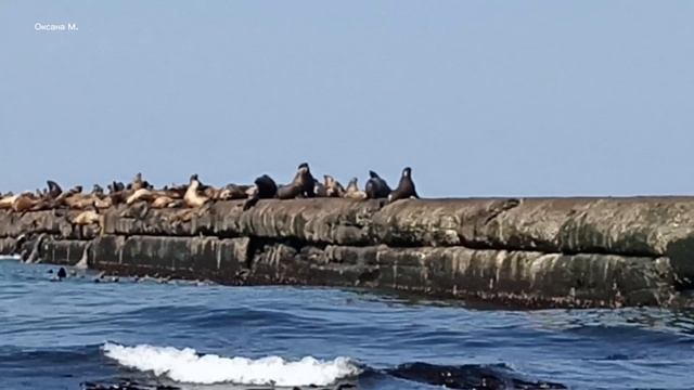 Сивучи  в городе Невельск, остров Сахалин. Апрель 2025 года.mp4