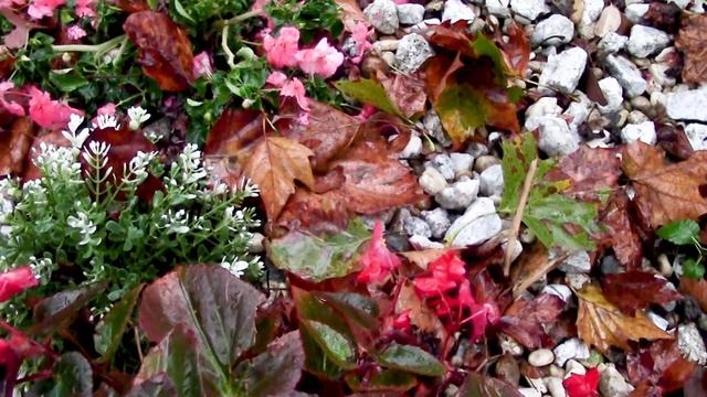 Лариса Гертман - Одуванчик в ноябре, Larisa Gertman - Dandelion in November смотреть онлайн