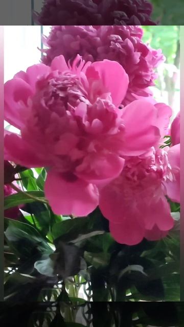 Значення півонії в фен-шуй #півонії #феншуй #квітикоха? смотреть онлайн