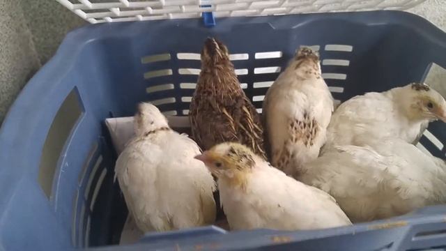 Великое переселение перепелок в новую, большую клетку на домашней перепелиной ферме"Лунатики" смотреть онлайн