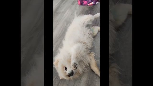 Микки злюка ❤️привет из дома❤️