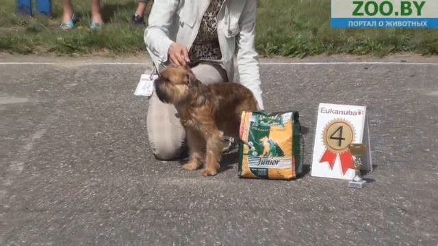 Лучший представитель породы смотреть онлайн