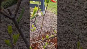 Использование кофейной гущи в качестве удобрения #гер