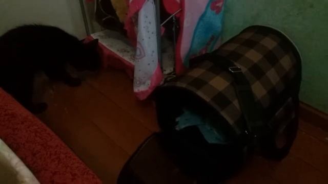 Как отучить кошку боятся переноски смотреть онлайн