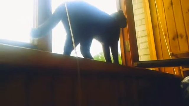 Клип: мой кот (кошка) любит хип-хоп.