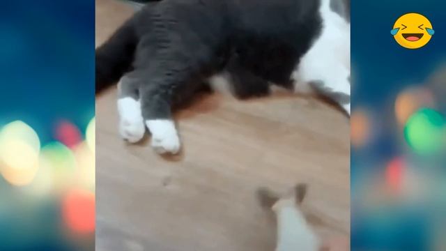 🔴Смешные Кошки Собаки(часть 9)✅ 🙂 👍 🐱 🐶 смотреть онлайн
