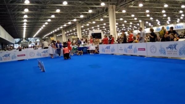 26.06.2016, MOSCOW, NATIONAL SPECIAL DOG SHOWS 2016, CHINESE CRESTED DOG