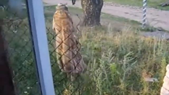 Прикол в шубе смотреть онлайн