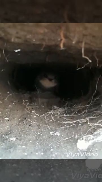 Алтайский край. Берег реки Обь. Стриж🐦 смотреть онлайн