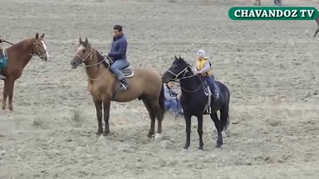 31 10 2019 ҒОЙВОТА ЯНГИ КЎПКАРИ смотреть онлайн