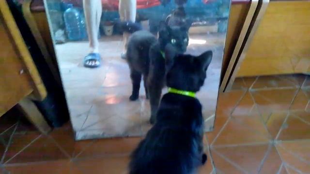 котэ смотрит на свое отражение смотреть онлайн