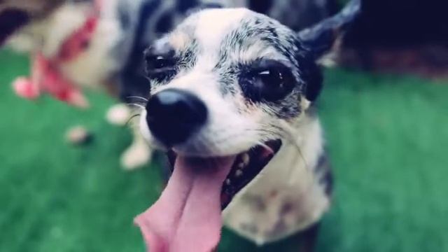 Хотите смотреть видео про собак смешное Тогда чихуахуа Софи и Эйван смешное видео про собак смотреть онлайн