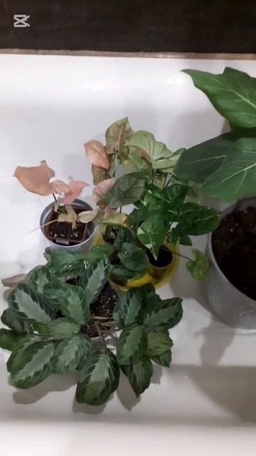 Самый хороший уход за цветами#цветы #plants #цветыдлядома смотреть онлайн