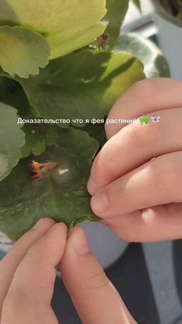 🧚🏼♀️☘️Фея растений ☘️🧚🏼♀️ смотреть онлайн