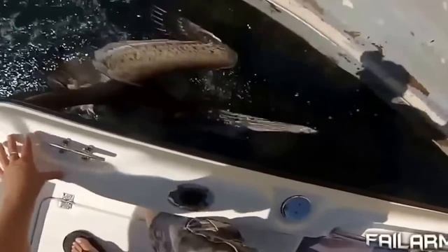 Самые свежие приколы смотреть онлайн