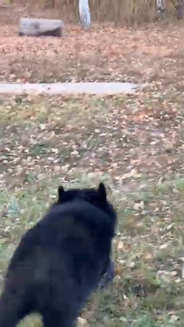 ОЧЕНЬ СТРАШНО КОГДА НА ТЕБЯ БЕЖИТ МЕДВЕДЬ смотреть онлайн