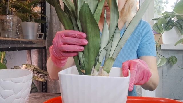 Детка сансевиерии расплющила горшок, пересадка смотреть онлайн