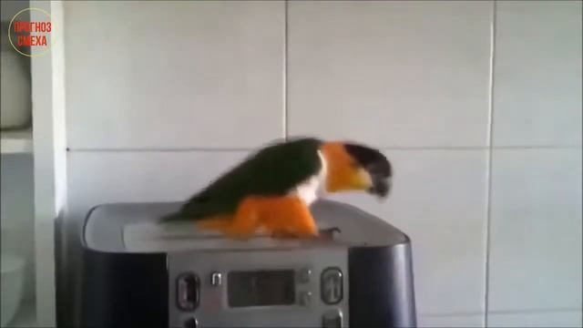 ПРИКОЛЫ КЛАСС FUNNY VIDEOS GRACIOSO ЮМОР - 62 смотреть онлайн
