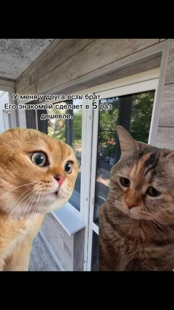 Как правильно выбрать окна (юмор, котики) смотреть онлайн