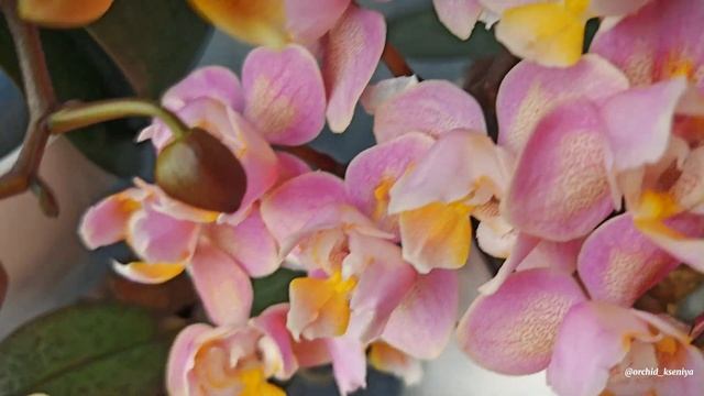 Phal. Aroma 68 от садовника Son Ya 🌸 Ароматная малышка орхидея смотреть онлайн