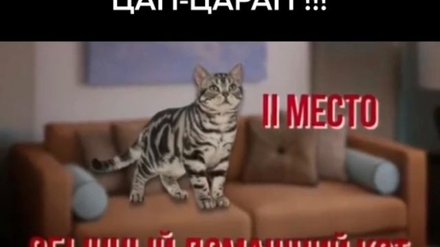 video-output-C12FB678-A68A-4E59-8A7A-9DDFF22AF67F-1 смотреть онлайн
