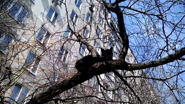 Кирилл Репьев. Коты прилетели смотреть онлайн