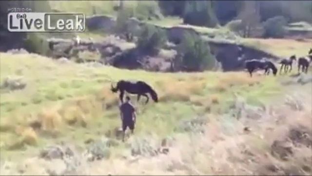 Неудачное касание диких лошадей смотреть онлайн