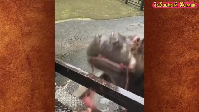 СМЕШНЫЕ ЖИВОТНЫЕ 2021 / ПРИКОЛЫ КОТЫ СОБАКИ, ЛУЧШИЕ ПРИКОЛЫ с Кошками и Собаками Funny Cats смотреть онлайн