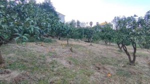 Продаётся загородный дом 180 м² с ухоженным участком 2000 м² в Дагве | Купить домик в Грузии легко