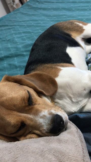 Кэнди, Дэнди и Рыся