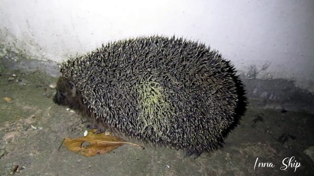 Ежик Hedgehog смотреть онлайн