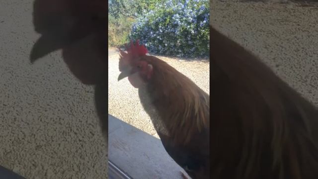 домшний петух Бади дежурит на подоконнике и ждёт маму