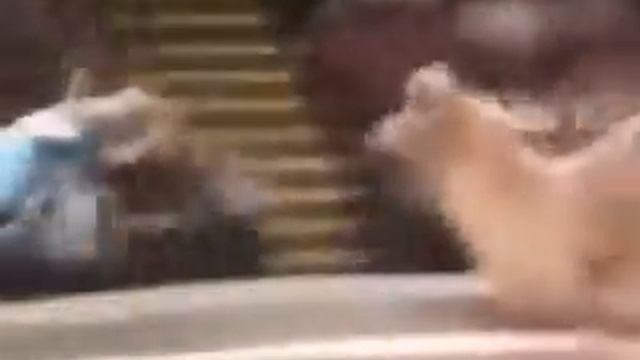 только лутший юмор смотреть онлайн