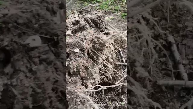 Упавшие деревья – последствия майского снегопада. 06.05.2025 смотреть онлайн