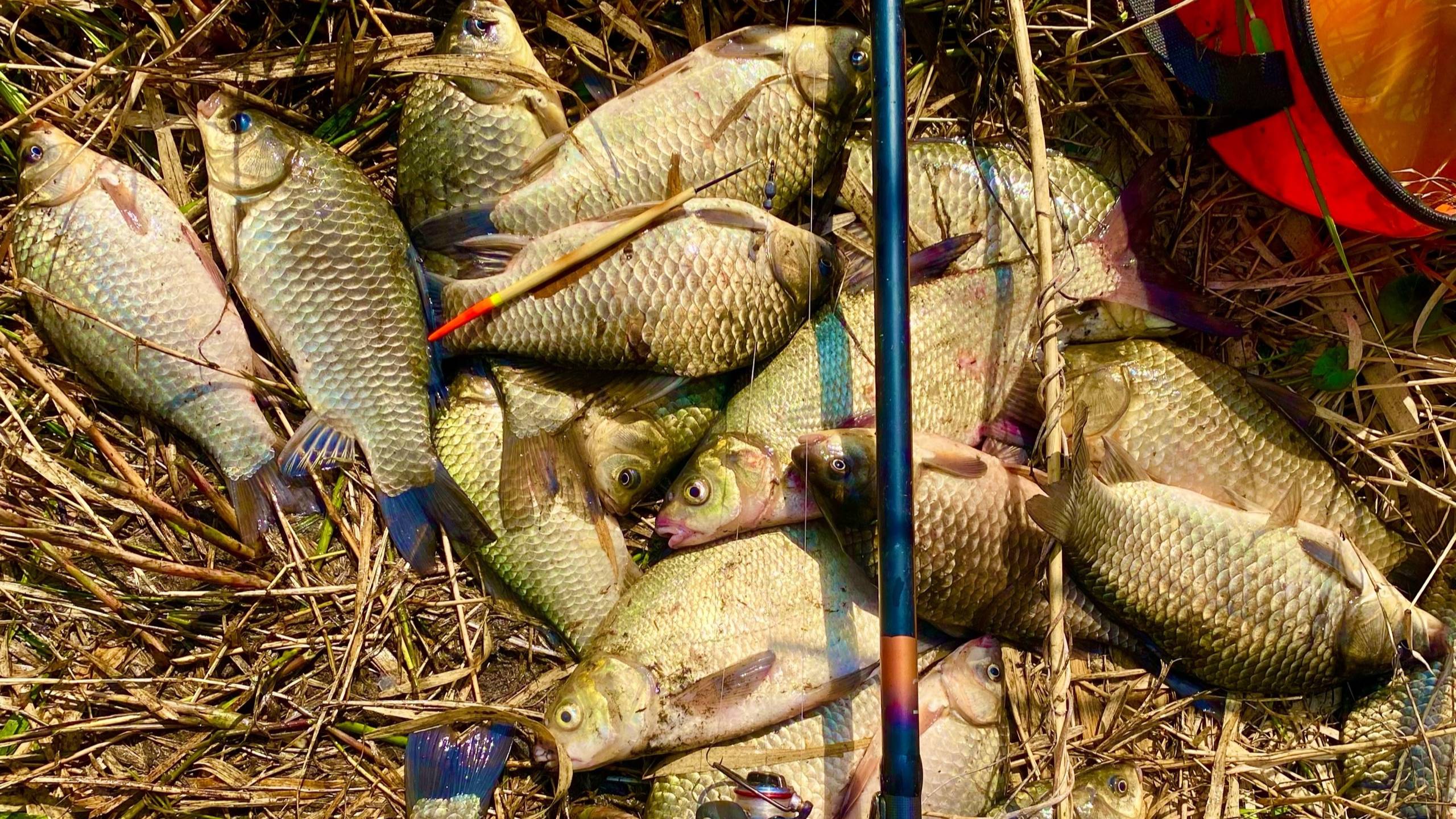 Закинул ПОПЛАВОК В ЗАРОСЛИ А ТУТ ОНА КИШИТ🚫 рыбалка на удочку в мае смотреть онлайн