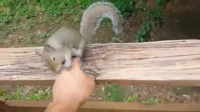 Белка благодарна своему спасителю смотреть онлайн