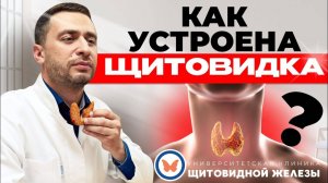 Как работает щитовидная железа и как сохранить её здоровье — советы эндокринолога с опытом 15 лет