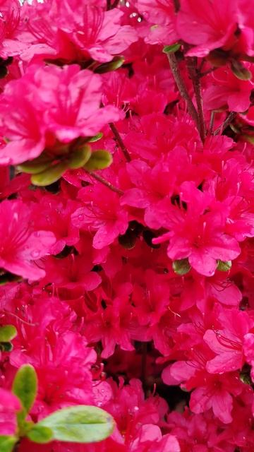 Благодарю за эти мгновения! #благодарность #цветы #род? смотреть онлайн