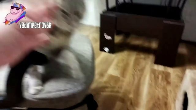 Давайте сделаем видео с вашими котиками. Обзор уже при смотреть онлайн