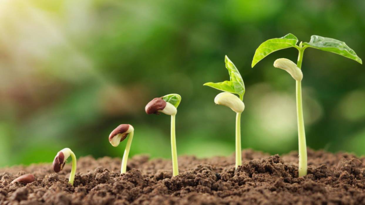 Как строить церковь, которая растет сама собой, без давления и манипуляции?