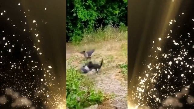 Смешные приколы котов. Часть 3. смотреть онлайн