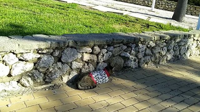 Привезли кота на пляж смотреть онлайн