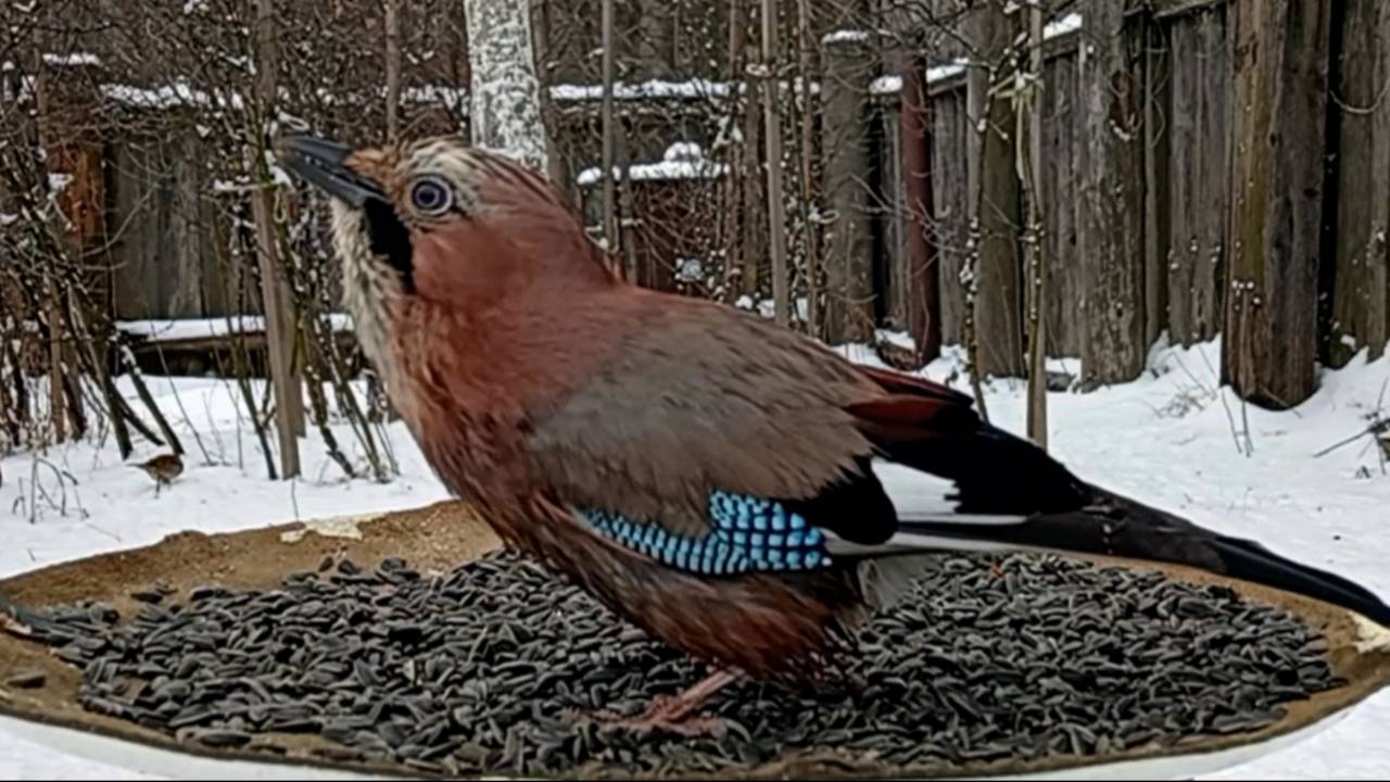 ВидеоИгра для Котов (Птицы на кормушке - 23.02.2025 года) смотреть онлайн