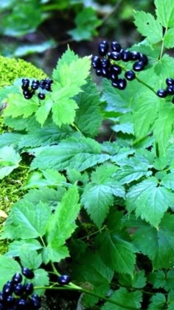 Осторожно! Воронец колосовидный, ядовитые ягоды #shorts смотреть онлайн