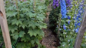 Цветение махровых дельфиниумов в 2024 году