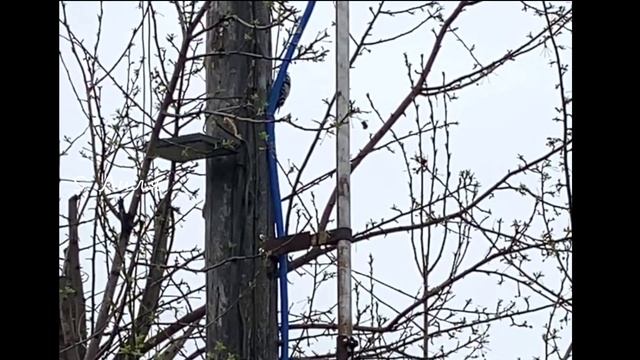 Дятел и столб? смотреть онлайн