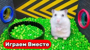 Лабиринт для Хомяка 🐹 Умный Хомяк выбирается из ХИТРОГО ЛАБИРИНТА С ЛОВУШКАМИ ! Видео для детей